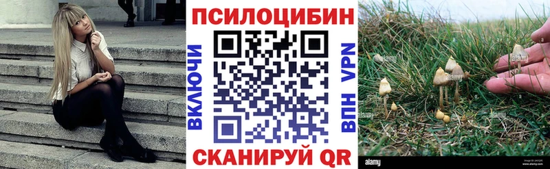 наркотики  Заволжск  Галлюциногенные грибы Psilocybe 